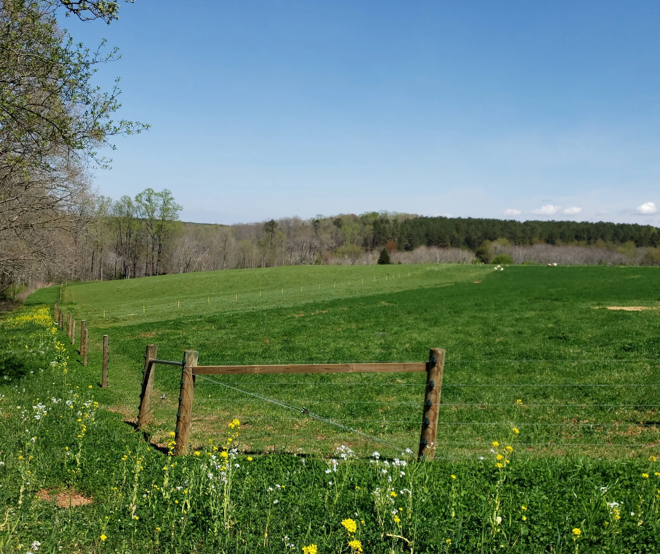 Lush green field with wooden fence and wildflowers in the foreground, surrounded by trees under a clear blue sky on a sunny day. Ideal for showcasing rural landscapes and nature photography.