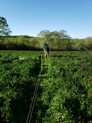 Person measuring a field of vibrant green crops with a measuring tape, surrounded by trees and clear blue skies. The image captures agricultural practices and landscape management in farming.